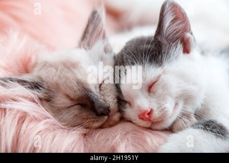 Couple little happy kittens in love sleep together on pink fluffy plaid. Portrait of two cats comfortably sleep relax at cozy home. Kittens noses Stock Photo