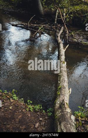 Аutumn in the hydrological reserve. the trunk of a dead tree is thrown over the stream Stock Photo