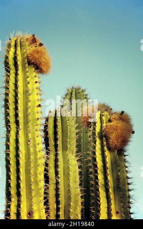 Flowering saguaro cacti, Sonora Bay, Mexico Stock Photo