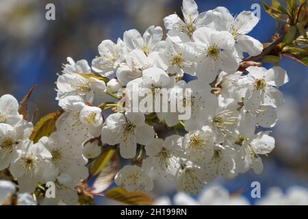 apple tree in full bloom on a sunny April day on island Mainau, Germany Stock Photo