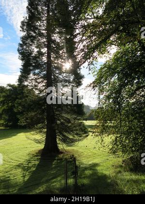 Benmore Botanic Garden, Argyll's magnificent mountainside garden: view of a tall specimen tree surrounded by lawn that's mown in circular motion. Stock Photo