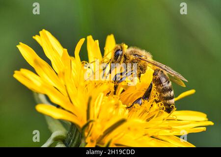 bees collecting nymphs on a flower. they eagerly pollinate the pollen of the flowers while collecting nymphs Stock Photo