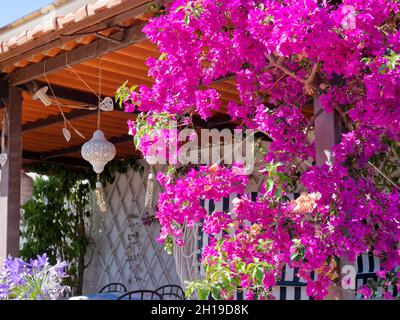 a patio with Bougainvillea in a residence on the Mediterranean Sea Stock Photo