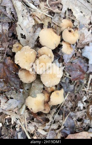 A Group of Brittlestem Mushrooms on a Forest Floor Stock Photo