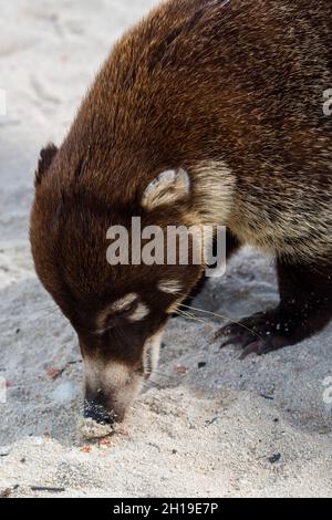 A critically endangered Cozumel coatimundi, Nasua nelsoni, endemic to Cozumel Island, searching for food in the sand. Punta Sur Eco Park, Cozumel Isla Stock Photo