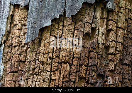 Damaged Tree Bark Stock Photo