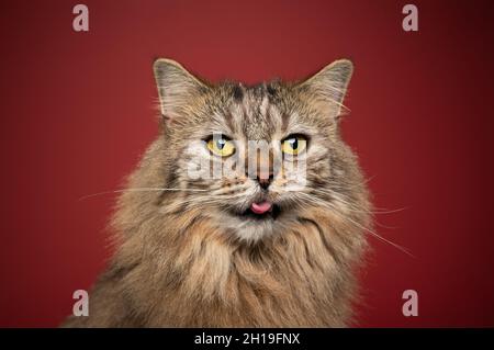 fluffy tabby norwegian forest cat with yellow eyes sticking out tiny tongue on red background Stock Photo