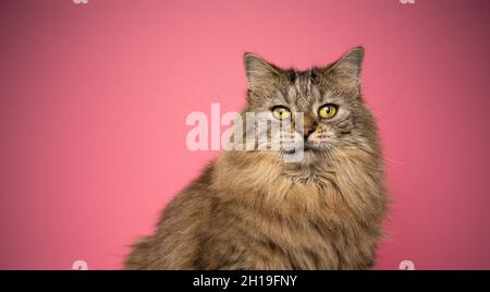 tabby norwegian forest cat with yellow eyes looking at camera portrait on pink background with copy space Stock Photo