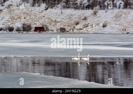 Two whooper swans, Cygnus cygnus, swimming in icy water. Vestvagoy, Lofoten Islands, Nordland, Norway. Stock Photo