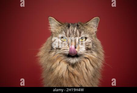 fluffy tabby norwegian forest cat hungry licking lips on red background Stock Photo