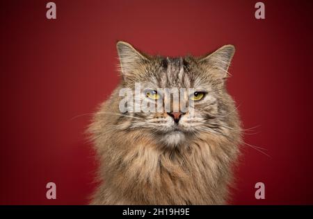 fluffy tabby norwegian forest cat with yellow eyes portrait on red background looking at camera seriously Stock Photo