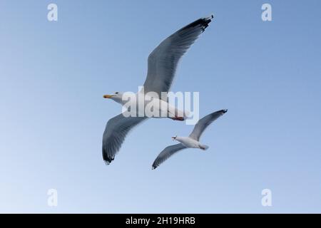 Two seagulls in flight. Svolvaer, Lofoten Islands, Nordland, Norway. Stock Photo