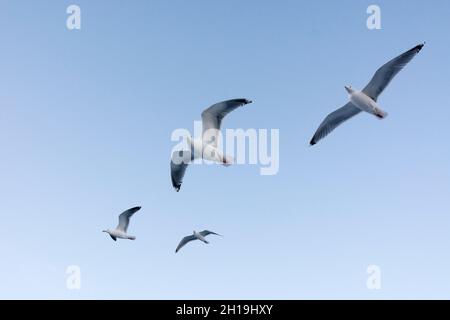 Four seagulls in flight. Svolvaer, Lofoten Islands, Nordland, Norway. Stock Photo