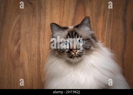 fluffy seal point tabby birman cat with blue eyes portrait on wooden background Stock Photo