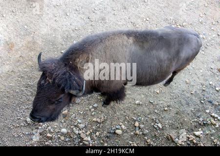 The American bison (Bison bison), view from above. Stock Photo