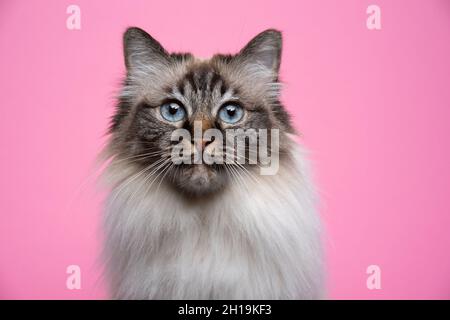 fluffy seal point tabby birman cat with blue eyes portrait on pink background Stock Photo