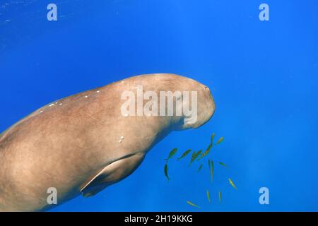 Dugong in the ocean, close up. Marine mammal. Stock Photo