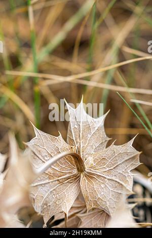 a natural portrait image of a detailed thorny brown leaf covered in raindrops along a forest path in Spain mobile wallpaper background Stock Photo