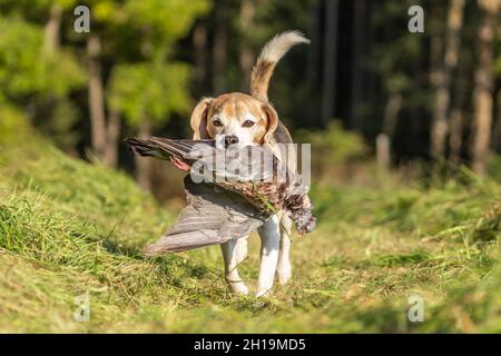 Beagle gun store