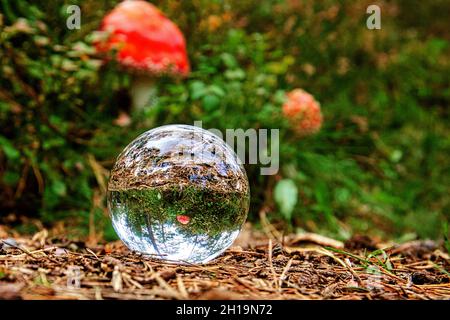 fly garlic in the forest seen through a glass sphere. autumn colors Stock Photo