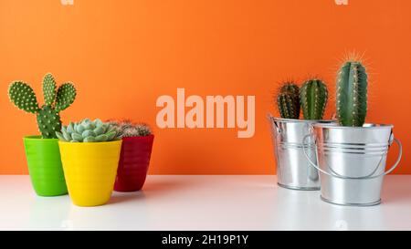 Various cactus plants in different pots on bright background. Minimal composition. Stock Photo