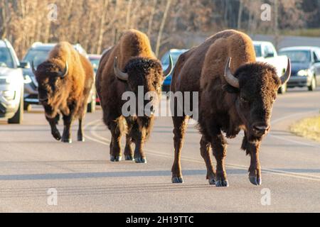 Young Bison walking along roadway with vehicles patiently waiting in traffic jam behind them Stock Photo