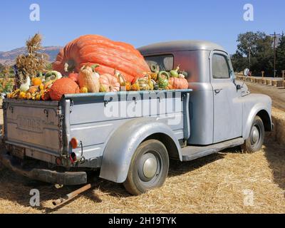Pumpkins on Display in Truck at Pumpkin Patch Stock Photo