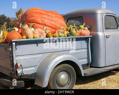 Pumpkins on Display in Truck at Pumpkin Patch Stock Photo