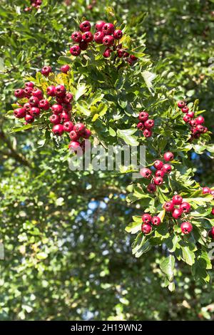 dh Common Hawthorn berries HEDGES UK Red autumn berry hedge tree crataegus monogyna Stock Photo