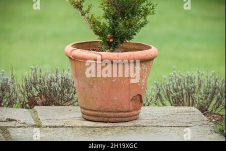 Frost damage to a terracotta pot in winter. Damaged, cracked or broken pots, UK Stock Photo