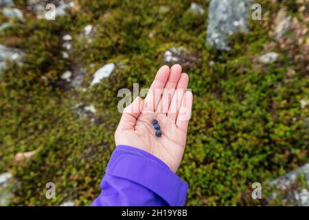 Blueberry picking - wild blueberries in Alaska, fresh natural fruit in the outdoor nature. Woman hand showing small berries fruits against tundra. Stock Photo