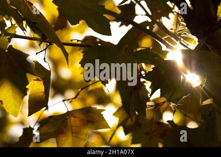 rays of the sun making their way through the dense autumn foliage in the park Stock Photo