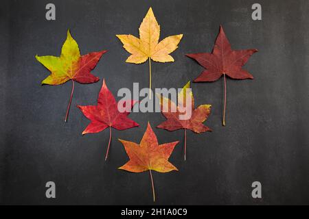 Shades of autumn, multicolored autumn maple  leaves on a black background, top view Stock Photo