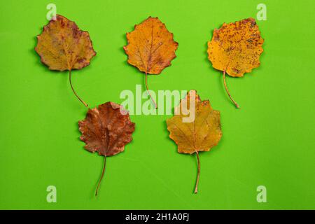 Shades of autumn, multicolored autumn poplar leaves on a green background, top view Stock Photo