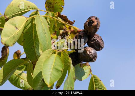 Ripe nuts on a walnut branch against the blue sky Stock Photo