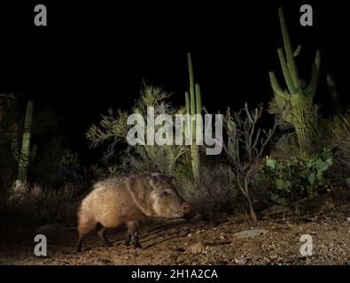 Javalina, Marana, near Tucson, Arizona. Stock Photo