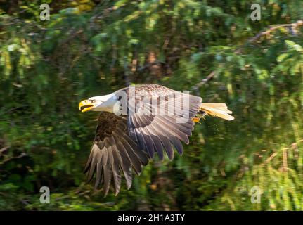 Bald Eagle, Tongass National Forest, Alaska. Stock Photo