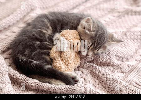 Little Cat sleep on cozy blanket hugs toy. Fluffy tabby kitten snoozing comfortably hug teddy bear on knitted pink plaid. Copy space. baby kitten Stock Photo