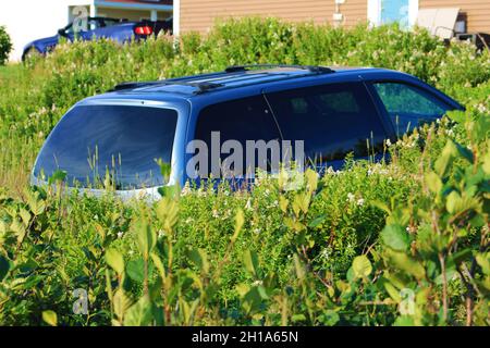 An old blue van by the side of the road, overgrown by grass, bushes, shrubs, and wildflowers. Stock Photo