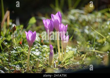 Colchicum flowers close-up on a flower bed in the bright light of the sun. Stock Photo