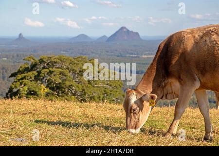 Cow grazing with the Glass House Mountains behind Stock Photo