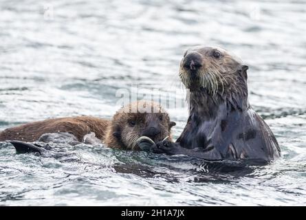 Sea Otter, Kodiak Island, Alaska. Stock Photo