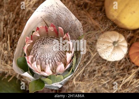 Close-up of a protea flower on a blurred background. Stock Photo