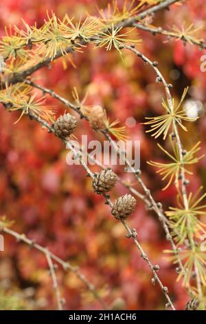 Autumn - dried cones on a spruce branch against the background of trees with red and yellow leaves Stock Photo