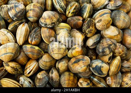 Fresh uncooked clams Stock Photo