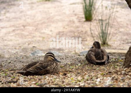 Juvenile Pacific Black Ducks, Anas superciliosa, resting on gravel at Tim Neville Arboretum, Ferntree Gully, Victoria, Australia. Stock Photo