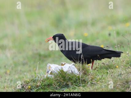 A chough  (Pyrrhocorax pyrrhocorax ) with its distinctive curved red bill feeding on invertebrates n short grass in its typical cliff-top habitat. Sta Stock Photo