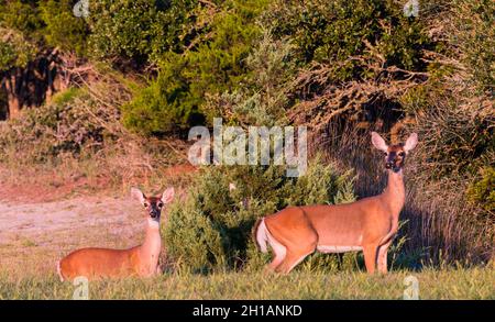 Two White Tailed Deer Doe Looking at the Camera Stock Photo