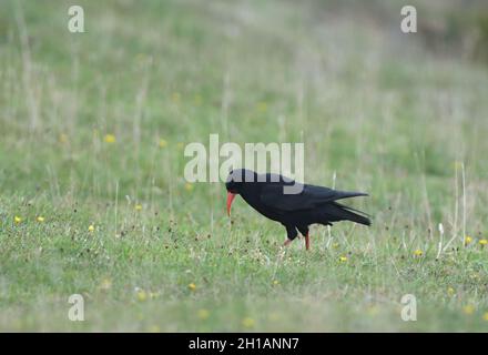 A chough  (Pyrrhocorax pyrrhocorax ) with its distinctive curved red bill feeding on invertebrates n short grass in its typical cliff-top habitat. Sta Stock Photo