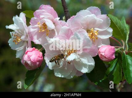 Bee pollinating the blossom of an apple tree, Malus, spring blossom. Melbourne, Australia Stock Photo
